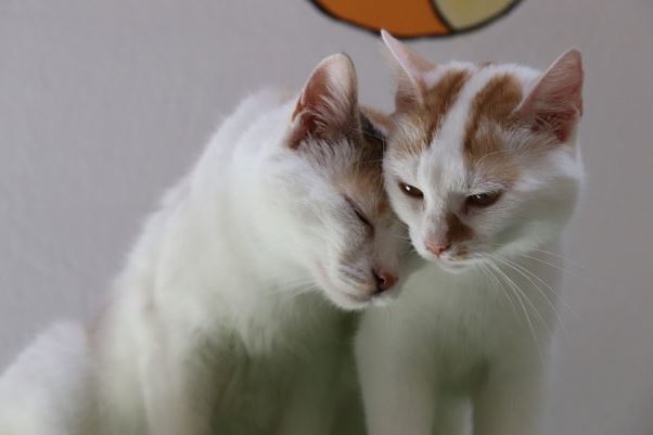 Cindy & Celine