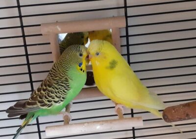 Tweety,Hall08.22
