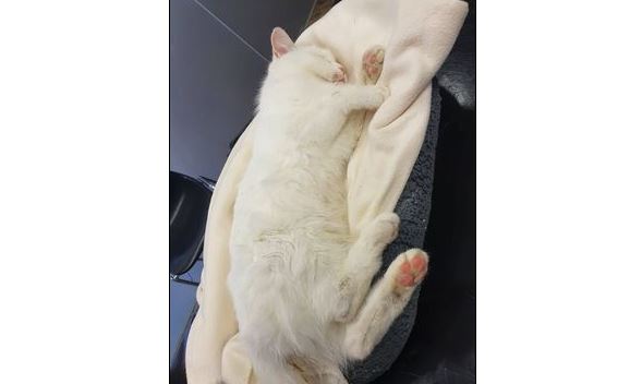 Fundkatze, Alpbach(09/22)