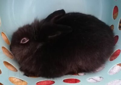 Fundkaninchen, Wörgl(09/22)