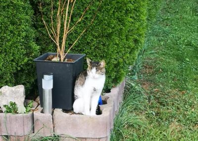 Katze, Fügen12/09/22