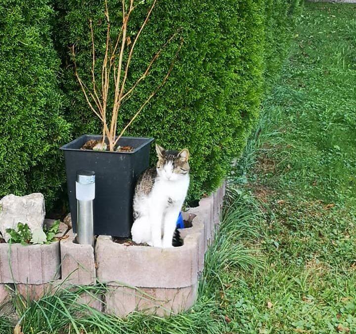 Katze, Fügen12/09/22