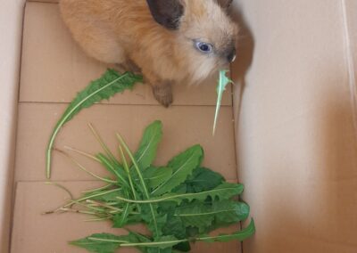 Kaninchen, Innsbruck01/09/22