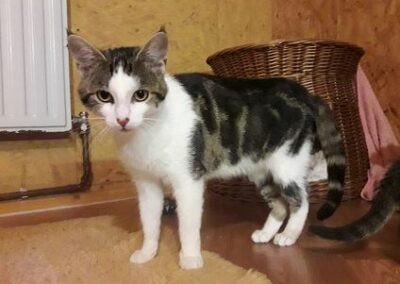 Fundkatze,Brandenberg(09/22)