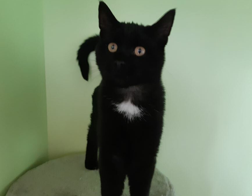 Fundkatze, Innsbruck(09/22)