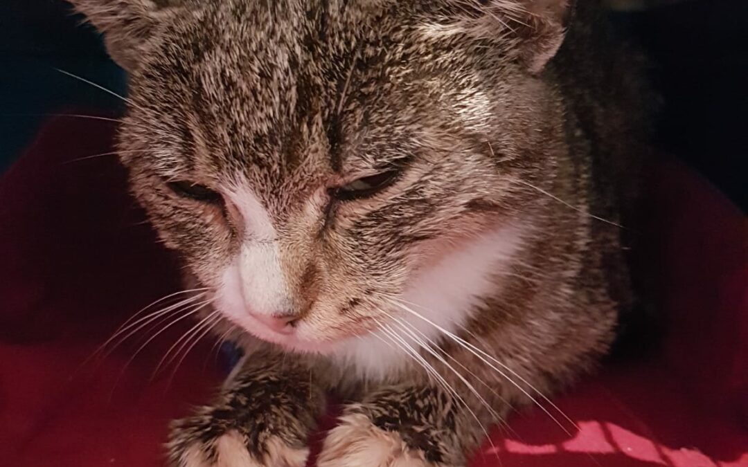 Fundkatze, Kaunergrat06/09/22