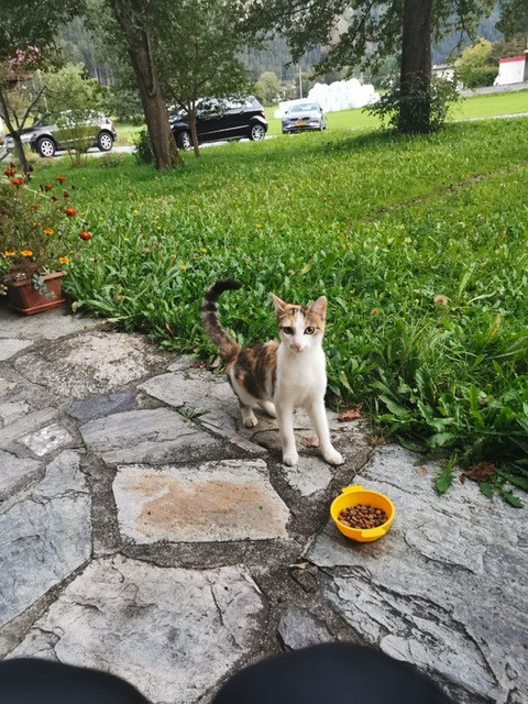 Fundkatze, Laubichl/Mayrhofen27/09/22