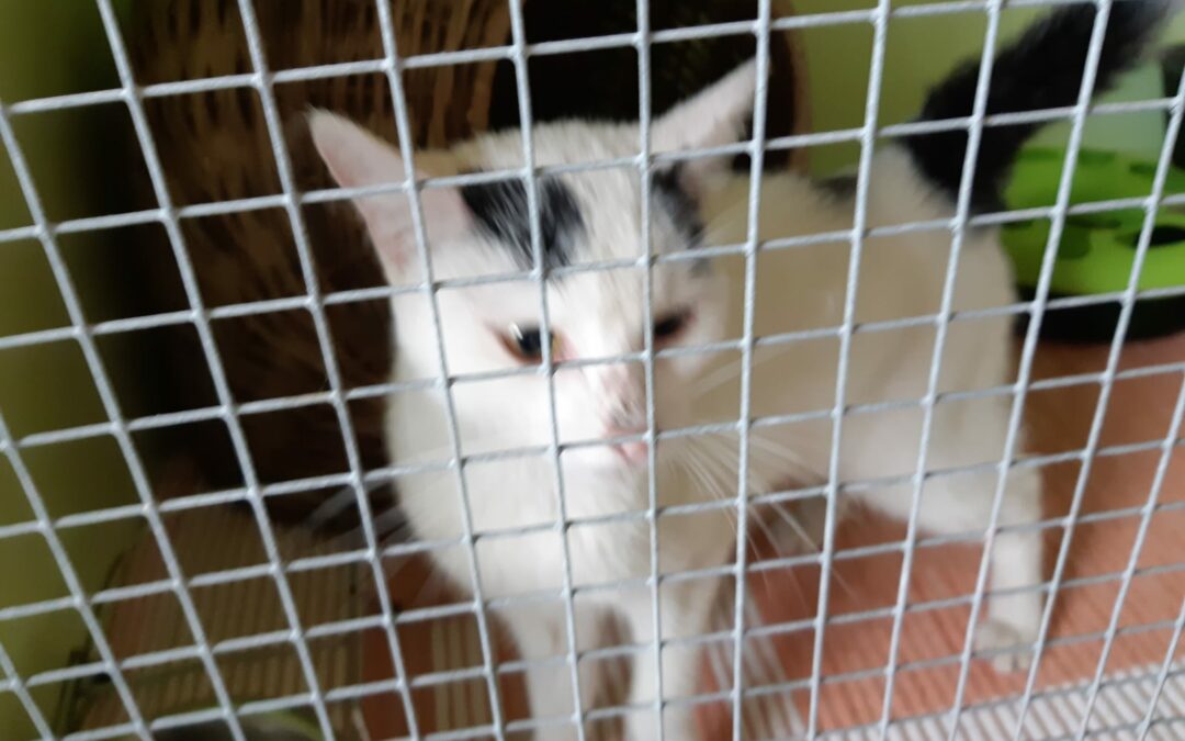 Katze, Innsbruck09/09/22