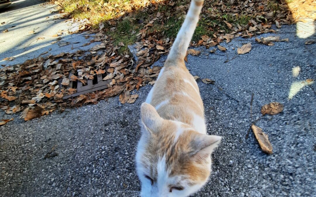 Fundkater, Schwaz26/09/22
