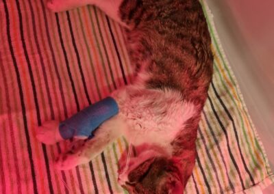 Katze, Going07/09/22