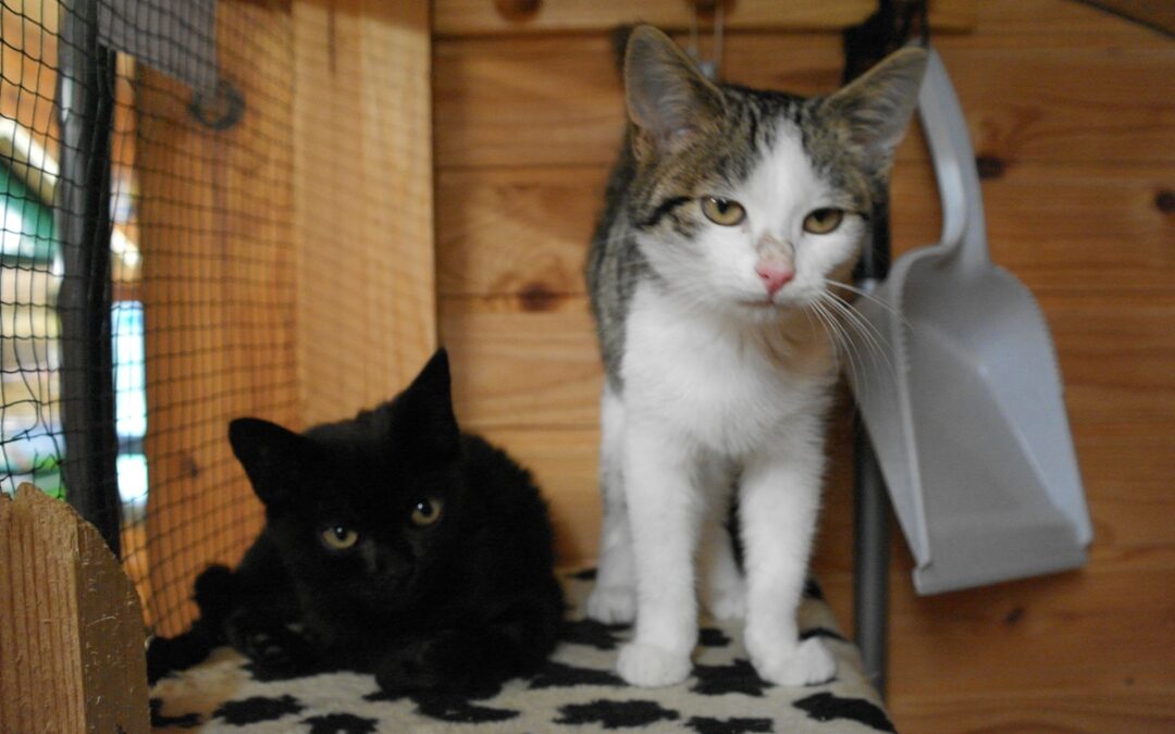Jiji & Bandit