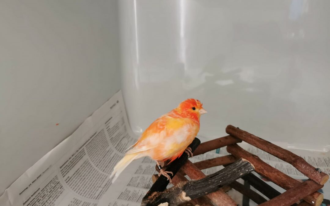 Kanarienvogel, Erpfendorf12/09/22