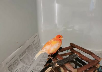 Kanarienvogel, Erpfendorf12/09/22