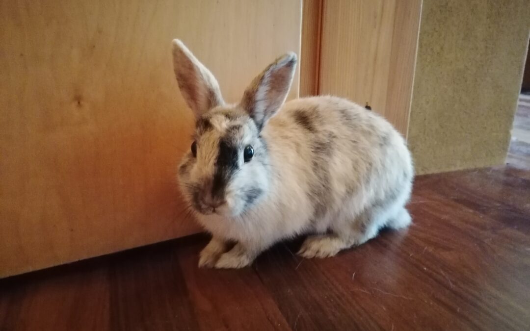Fundkaninchen, Telfs29/09/22