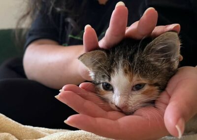 Katze, Landeck26/09/22