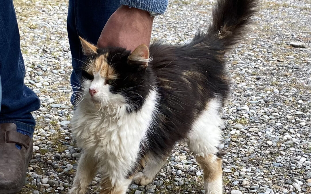 Fundkatze, Wattener Lizum26/09/22
