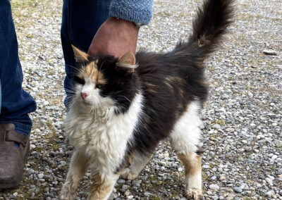 Fundkatze, Wattener Lizum26/09/22