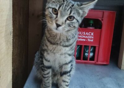 Katze, Telfs08/09/22