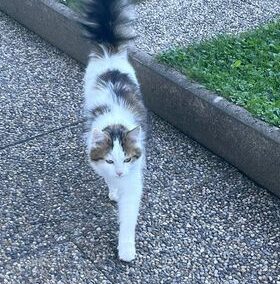 Fundkatze, Kirchbichl05/09/22