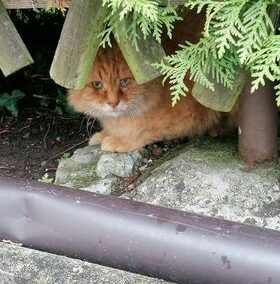 Kater, Kufstein26/09/22
