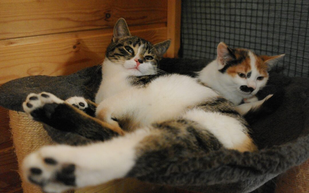 Lilo & Nala (Handicap)