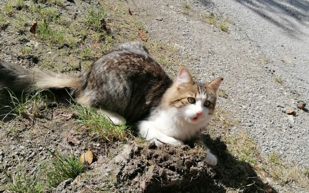 Kater, Oberlangkampfen26/09/22