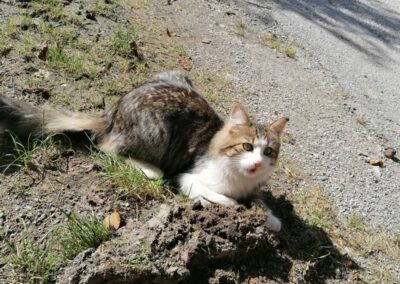 Kater, Oberlangkampfen26/09/22