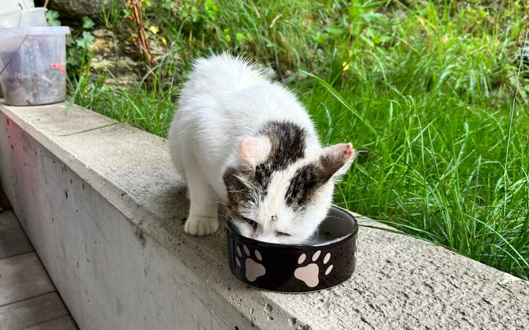 Fundkatze, Schwandau19/09/22
