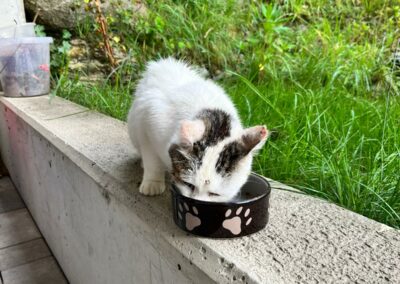 Fundkatze, Schwandau19/09/22