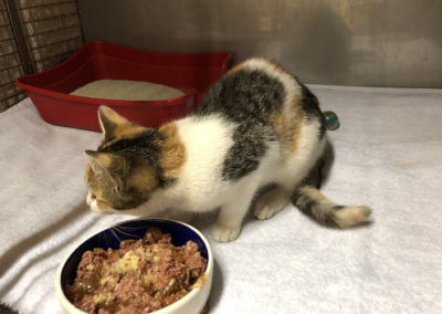 Fundkatze, Wörgl28/09/22