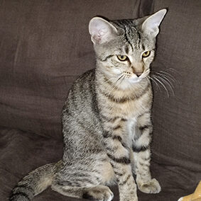 Fundkatze, Innsbruck