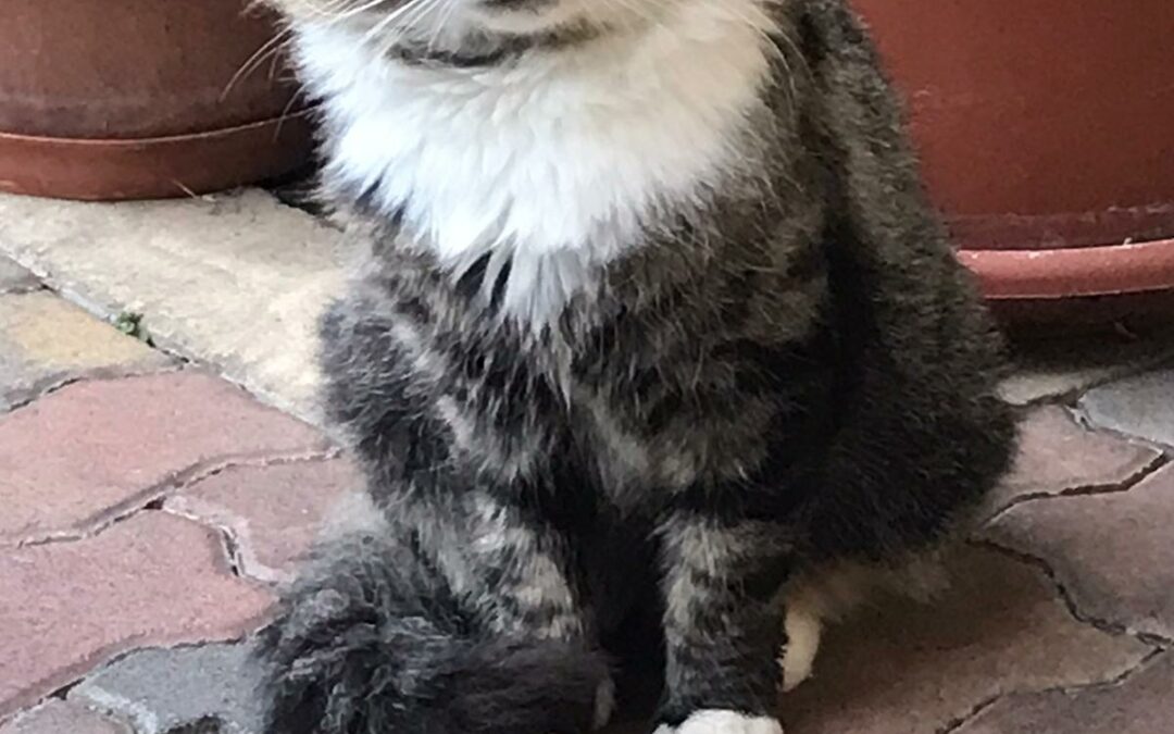 Kater, Wörgl26/09/22