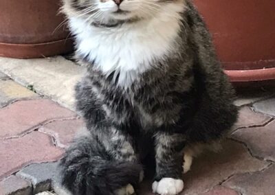 Kater, Wörgl26/09/22
