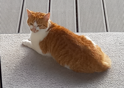 Katze, Breitenbach03/10/22