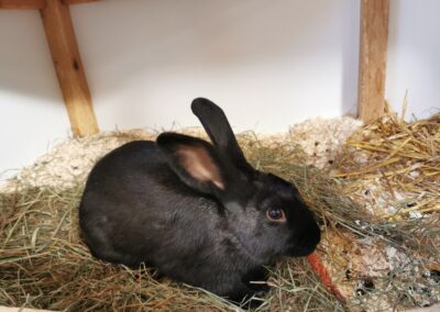 Fundkaninchen  (10/2022)