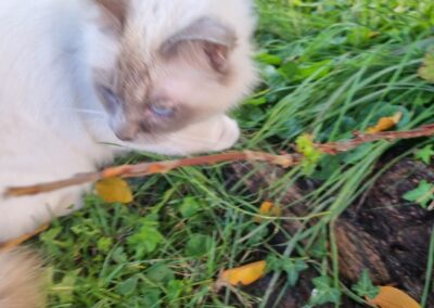 Fundkatze, Innsbruck10/10/22
