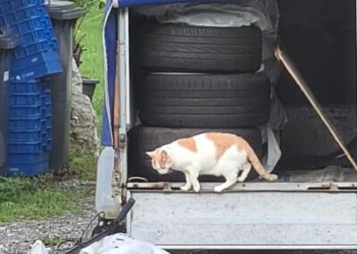 Fundkatze, Schwoich10/10/22