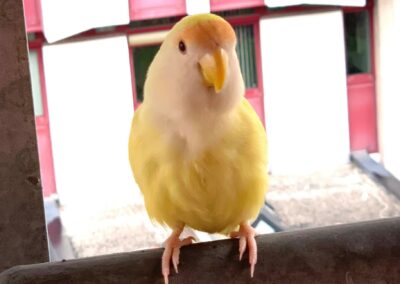 Fundvogel, Innsbruck10/10/22