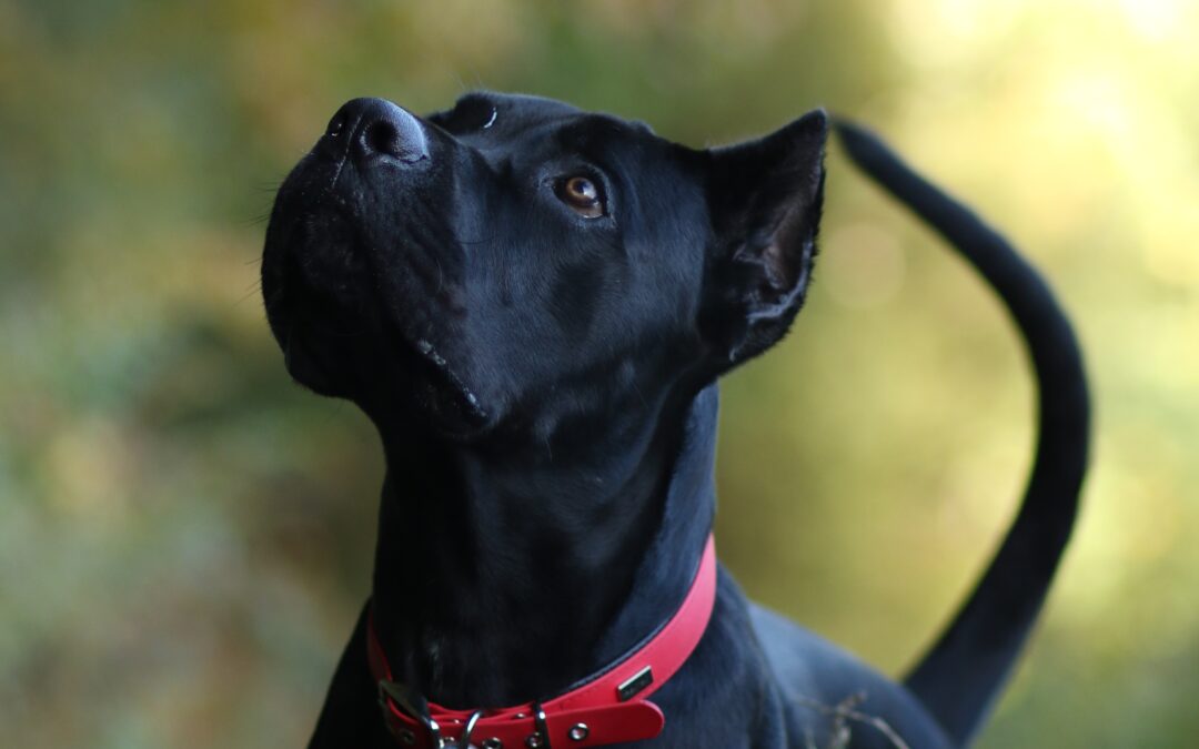 Tyson