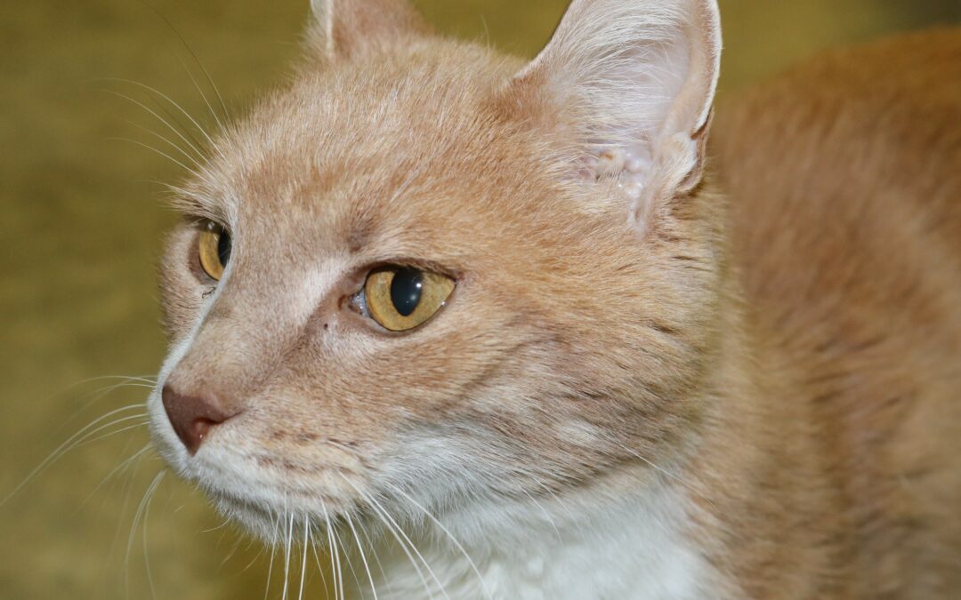 Hubert