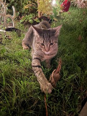Fundkater, Innsbruck (10/2022)