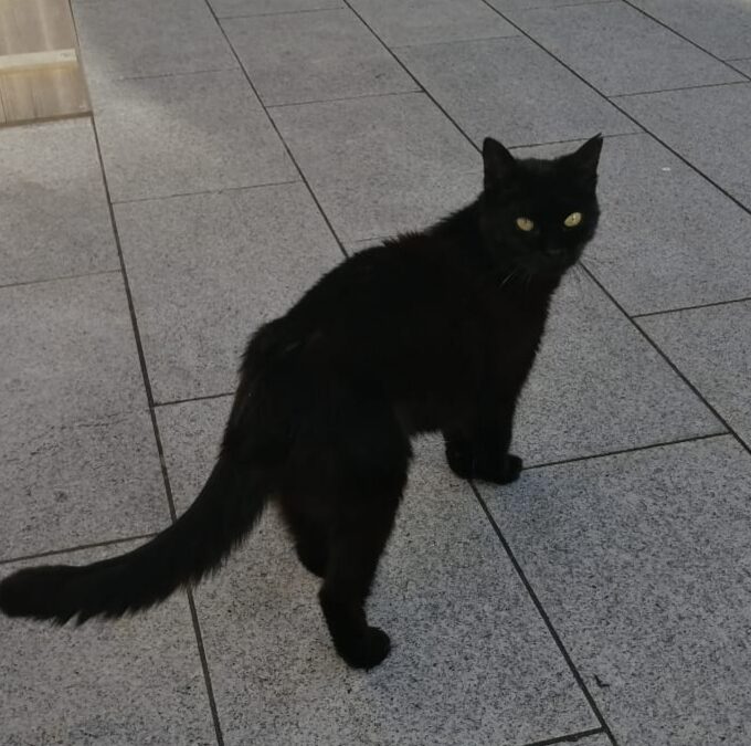 Katze, Völs05/10/22