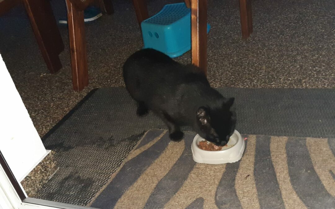 Kater, Kirchbichl03/10/22