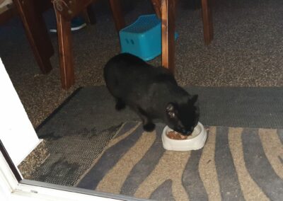 Kater, Kirchbichl03/10/22