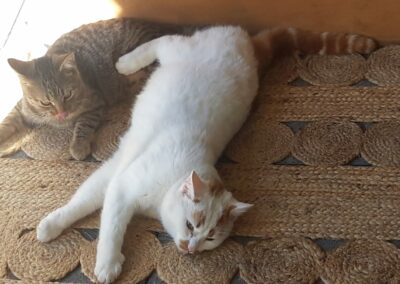 Kater  (10/2022)