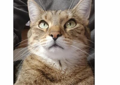 Simba, Imst  (10/2022)