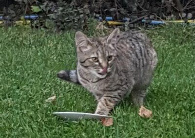 Tigerkatze  (10/2022)