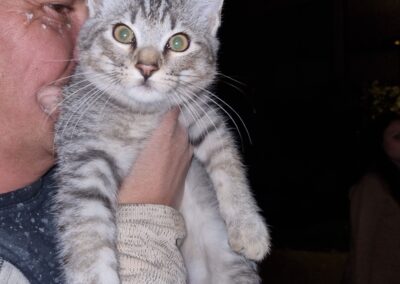 wattens Fundkatze  (10/2022)