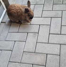 Fundkaninchen Wörgl  (10/2022)