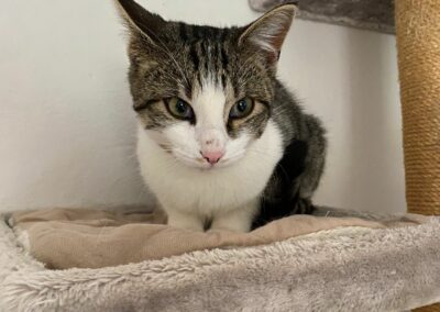 Fundkatze Madersbacherweg  (10/2022)